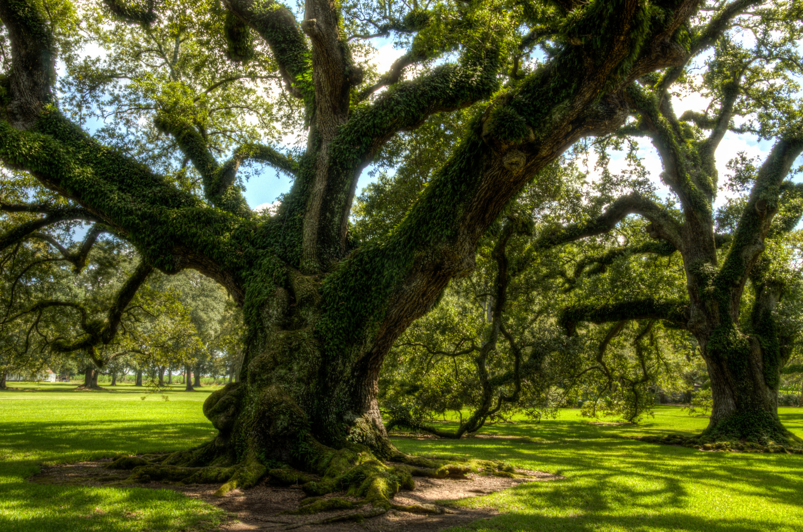 Eiche Oak Alley Plantation