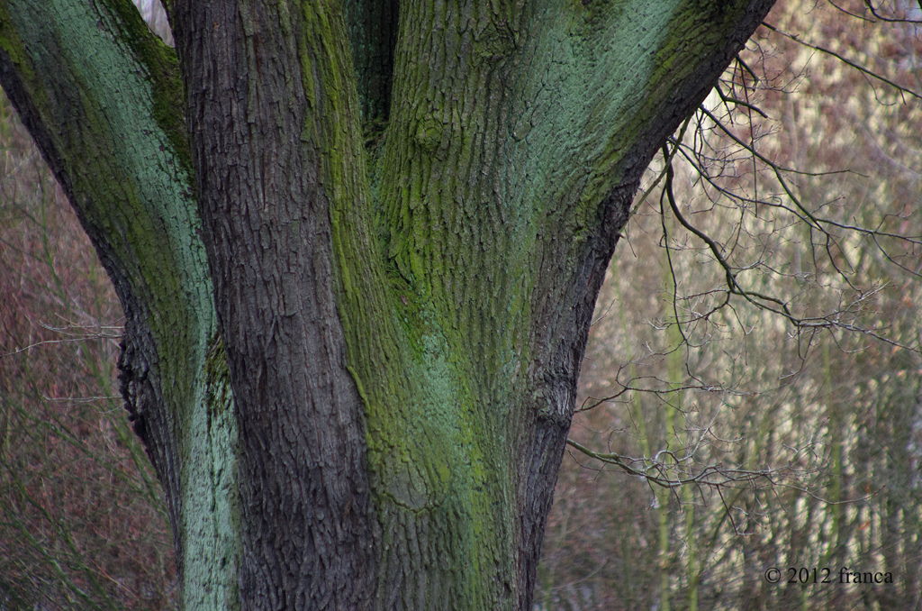 Eiche - Oak