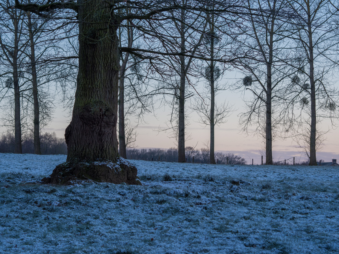 Eiche, Pappeln und Misteln im winterlichen Morgengrauen