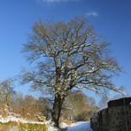 Eiche Schloss Antfeld (Sauerland)