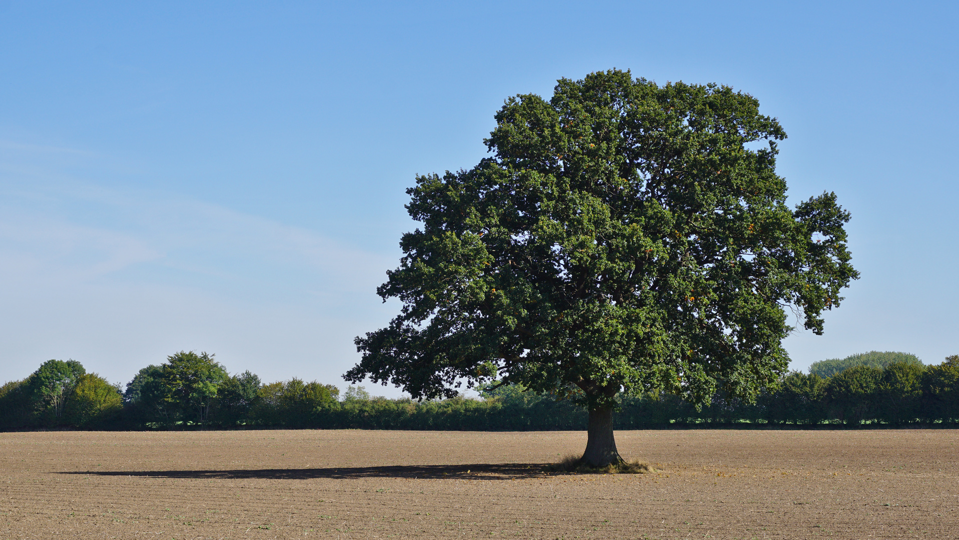 Eiche-Solitär aufFeld