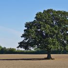 Eiche-Solitär aufFeld