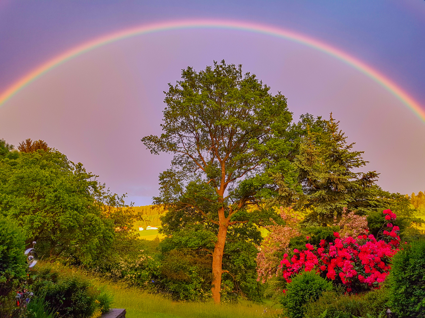 Eiche unterm Regenbogen