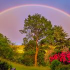 Eiche unterm Regenbogen