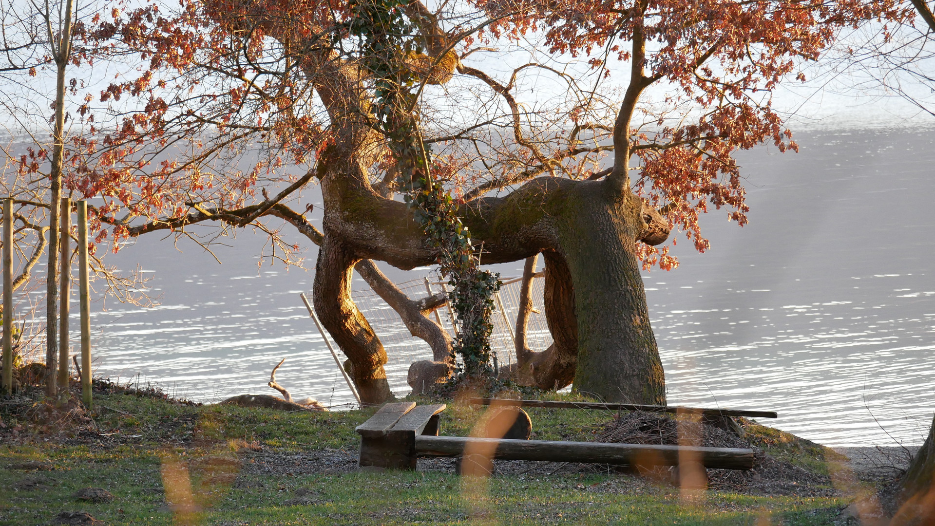 Eiche verneigt sich vor dem Bodensee