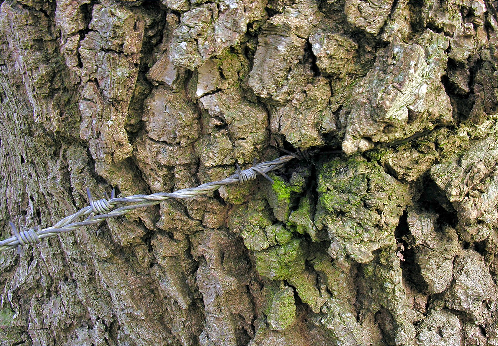 Eiche 'verschlingt' Weidenzaun