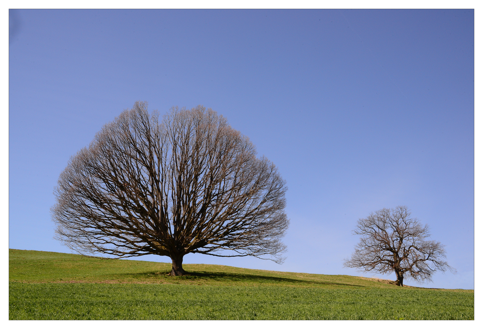 Eiche von Wintersingen.