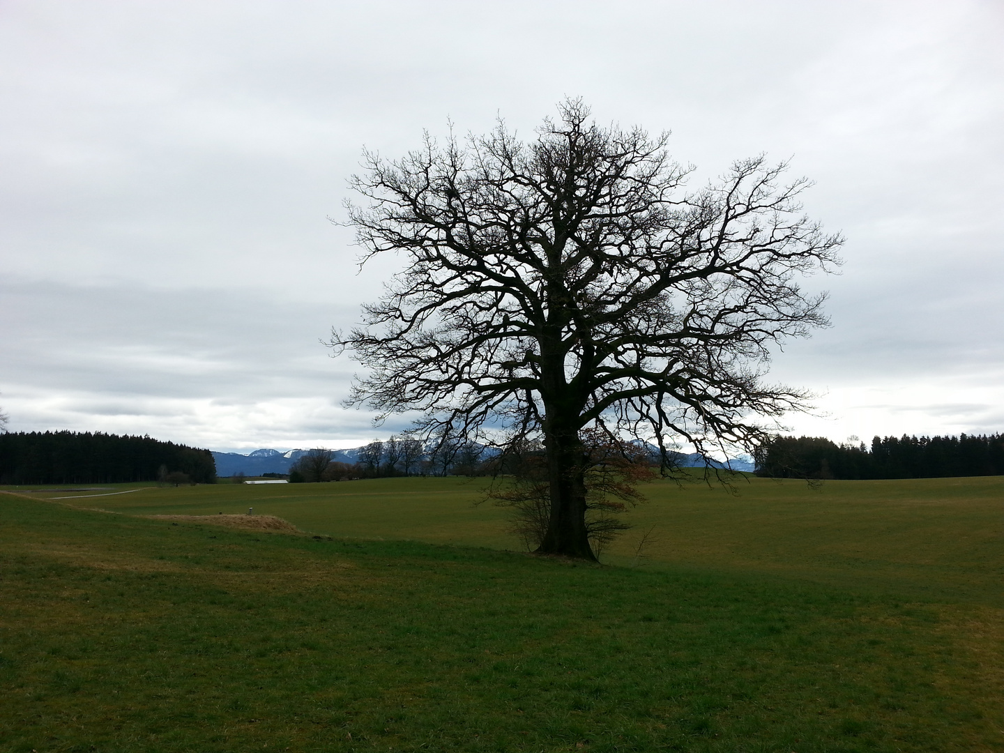 Eiche vor Bergen