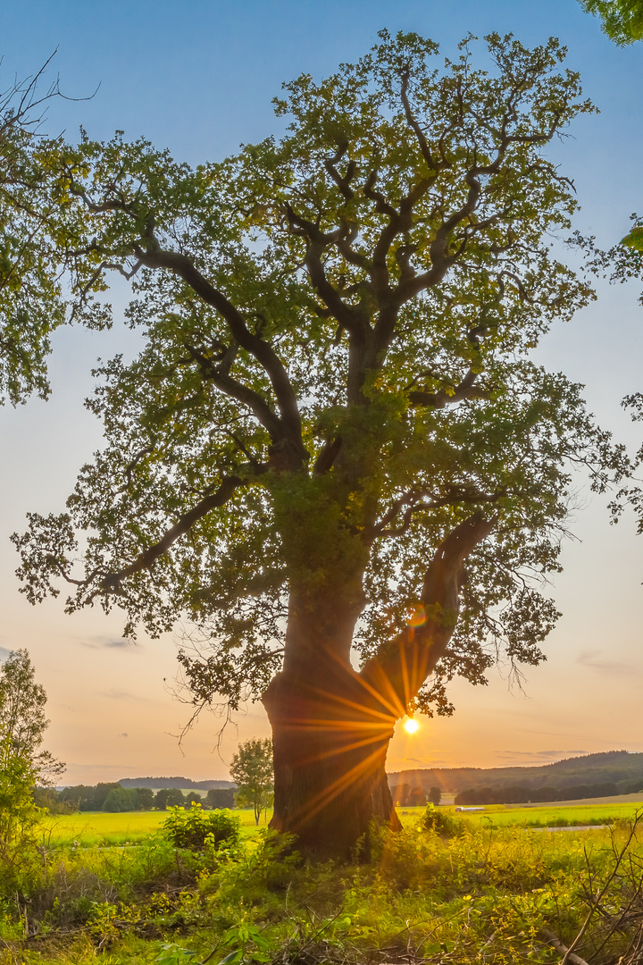 Eiche vor Sonnenuntergang