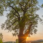 Eiche vor Sonnenuntergang