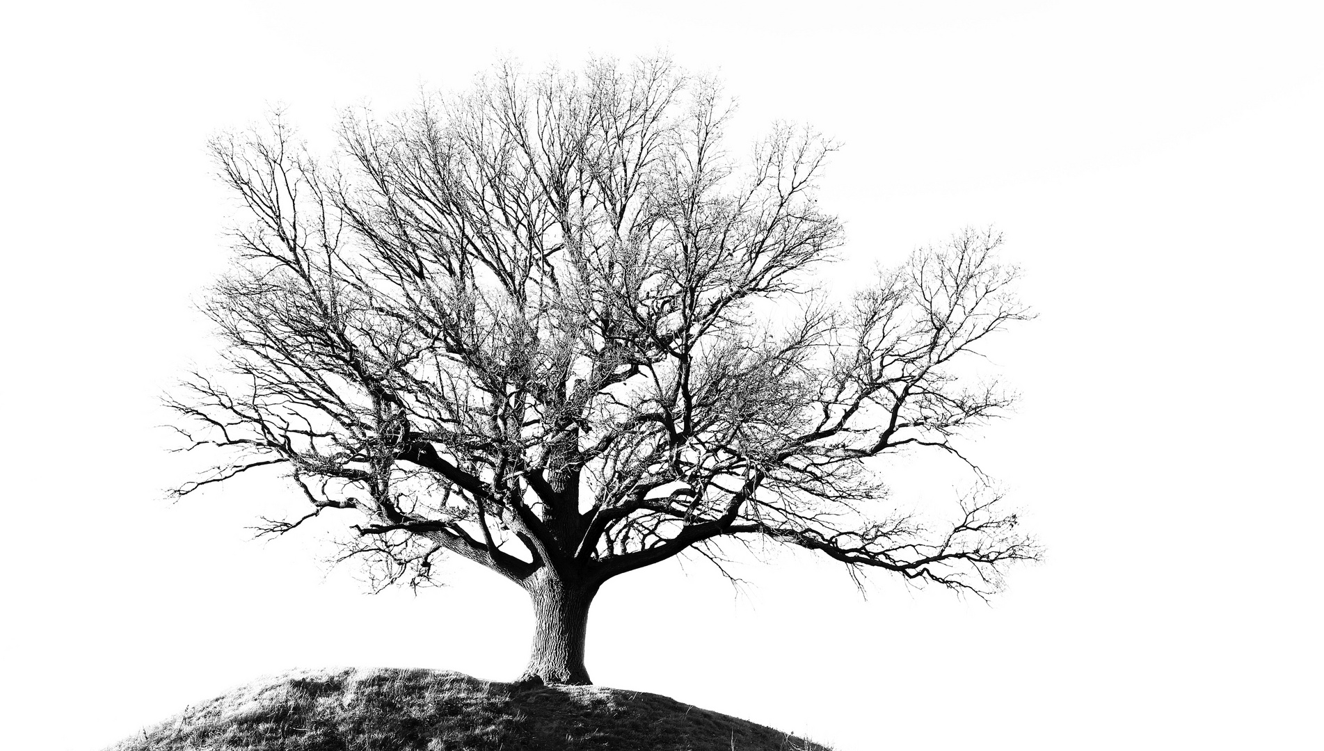 Eiche Zum Winteranfang 19 Foto Bild Spezial Dokumentation Baume Bilder Auf Fotocommunity