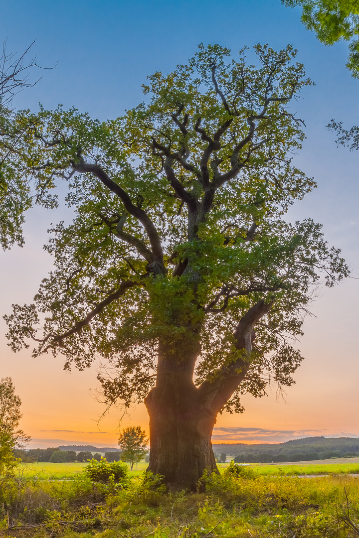 Eiche zur Blauen Stunde