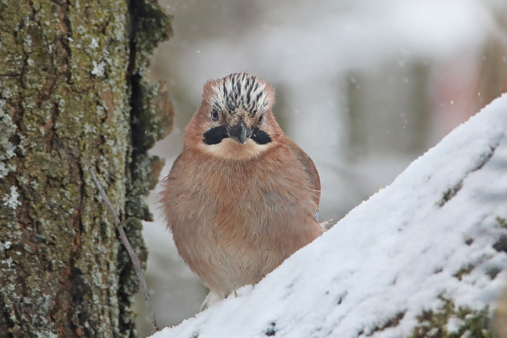 Eichehäher im Schnee