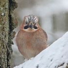 Eichehäher im Schnee