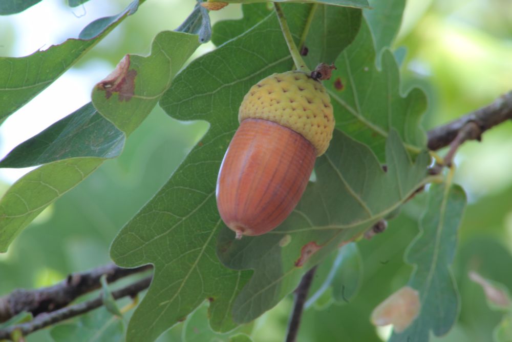 Eichel Am Baum Foto & Bild | wald, natur, landschaft Bilder auf ...