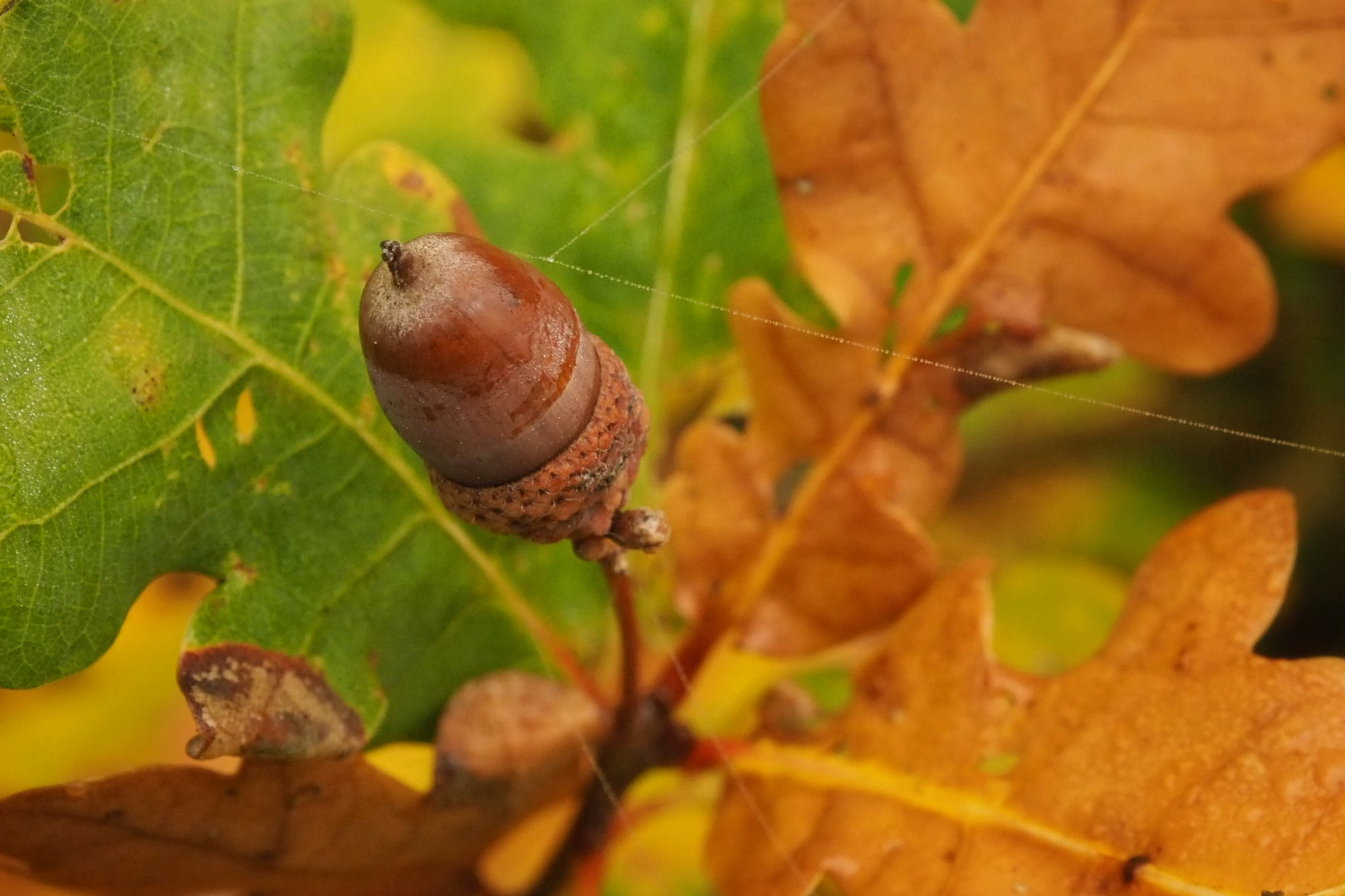 Eichel im Herbst