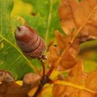 Eichel im Herbst