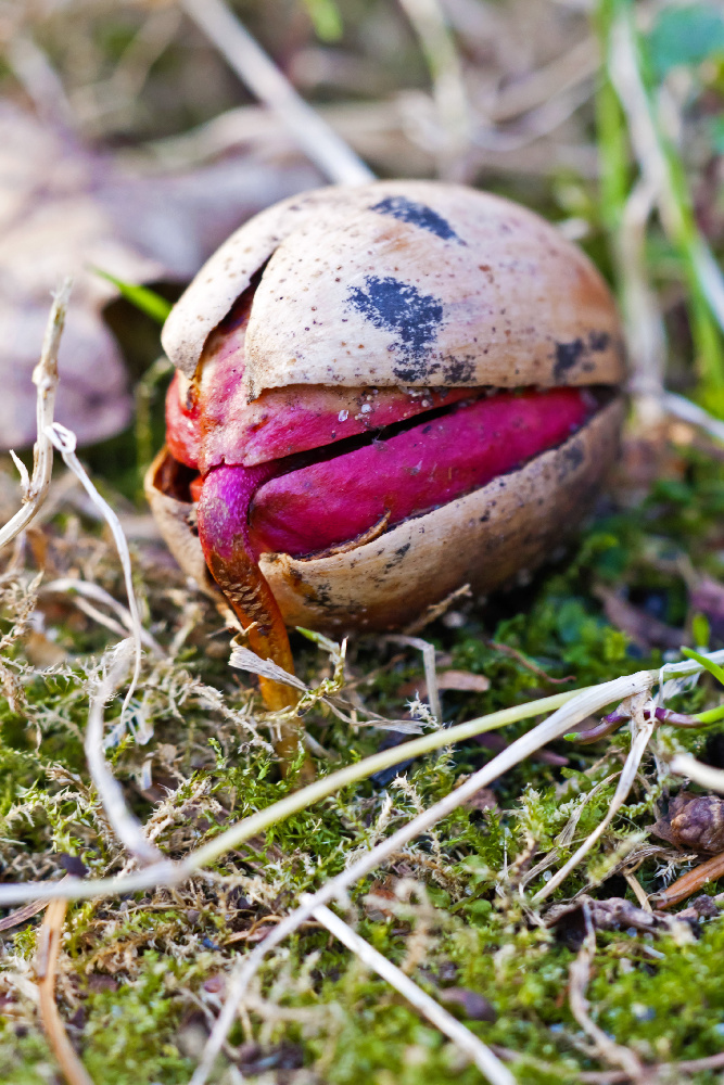 Eichel Nuss Foto Bild Pflanzen Pilze Flechten Fruchte Und Beeren Makro Bilder Auf Fotocommunity