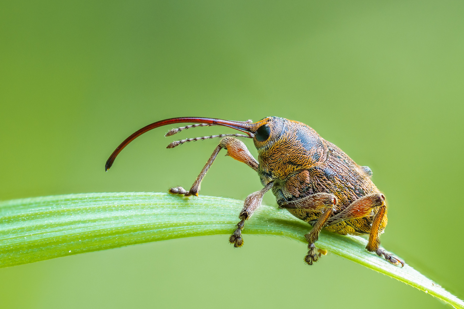 Eichelbohrer | Acorn weevil (Curculio glandium)