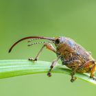 Eichelbohrer | Acorn weevil (Curculio glandium)