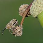 Eichelbohrer an seiner kleinen Welt