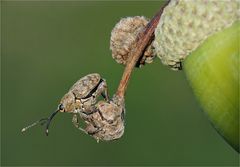 Eichelbohrer an seiner kleinen Welt