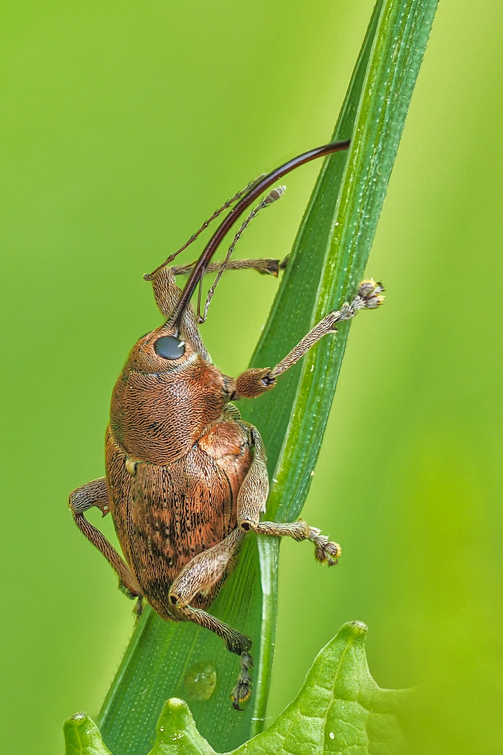 Eichelbohrer