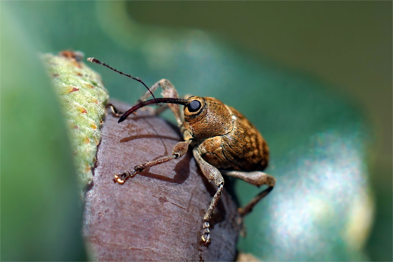 Eichelbohrer - (Curculio glandium) 