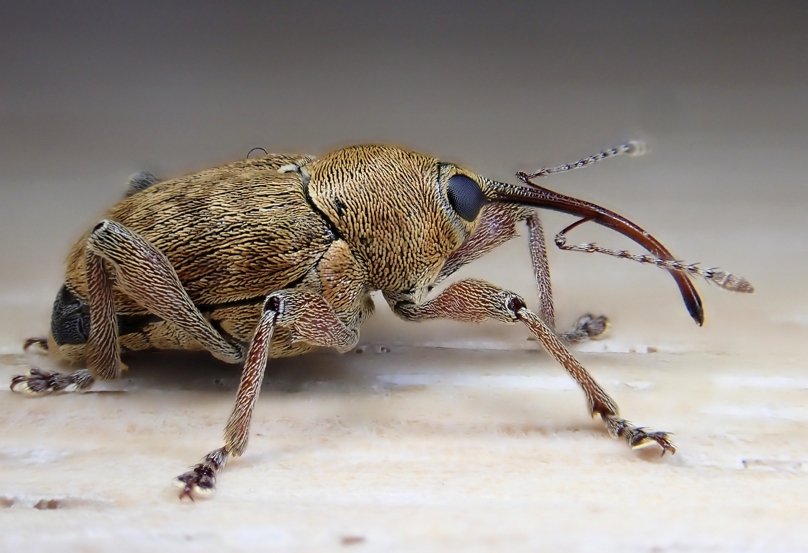 Eichelbohrer (Curculio glandium)