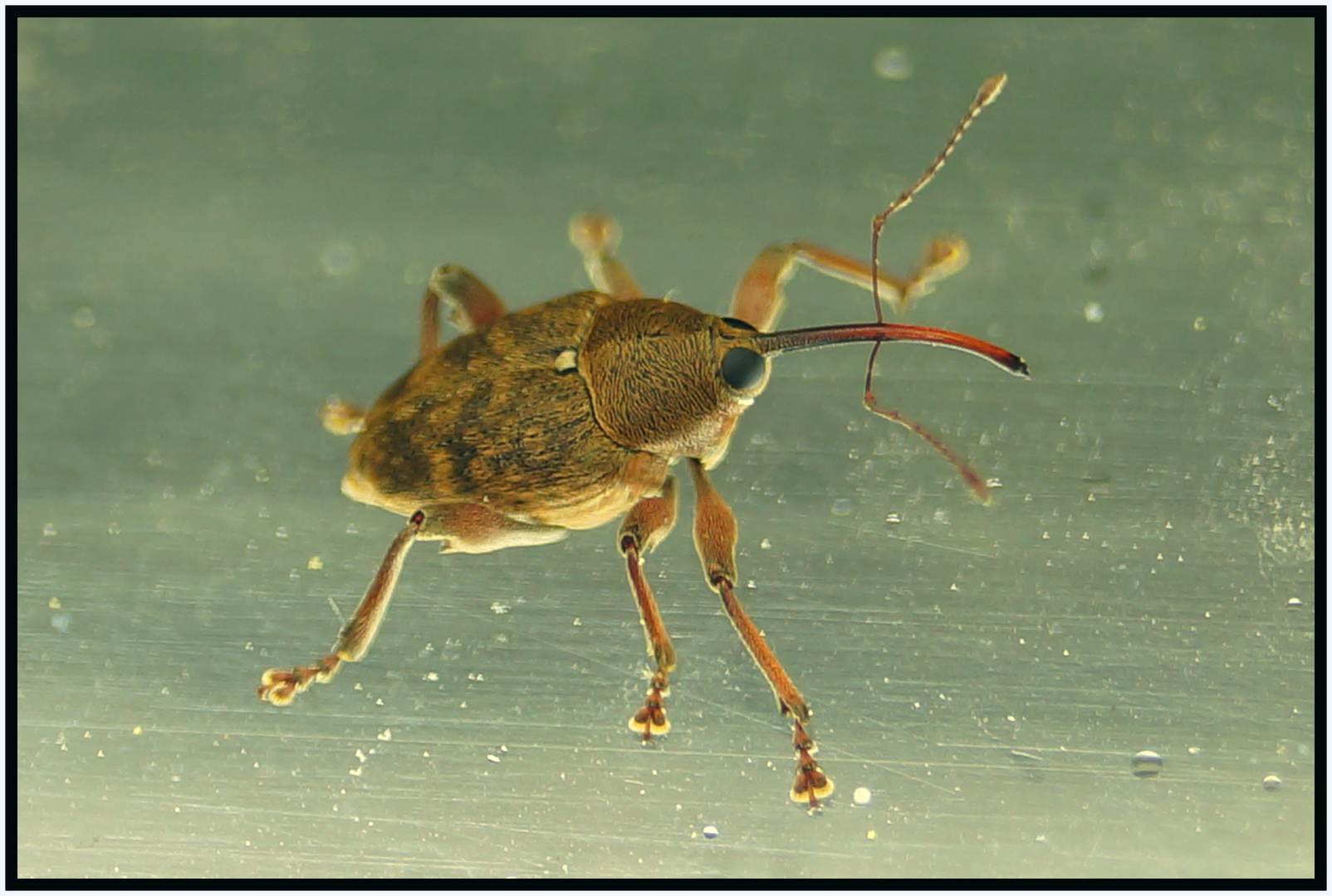 Eichelbohrer (Curculio glandium)