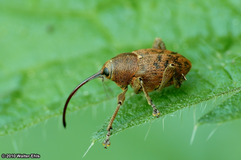 Eichelbohrer - Curculio glandium