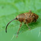 Eichelbohrer - Curculio glandium