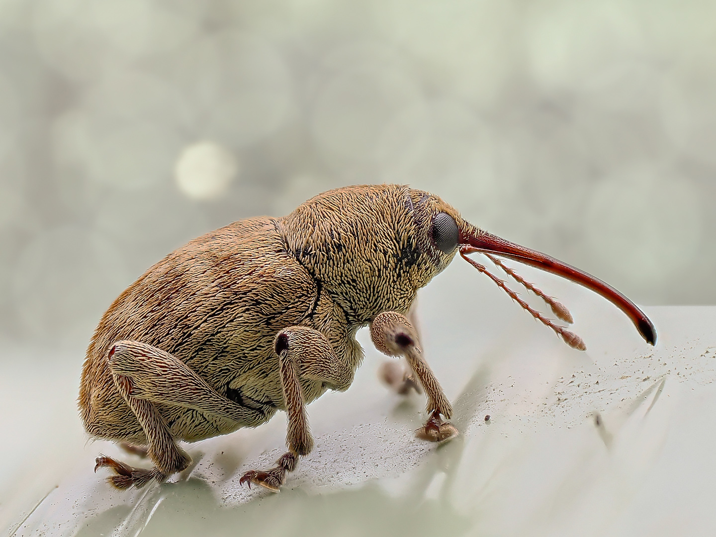 Eichelbohrer (Curculio glandium)