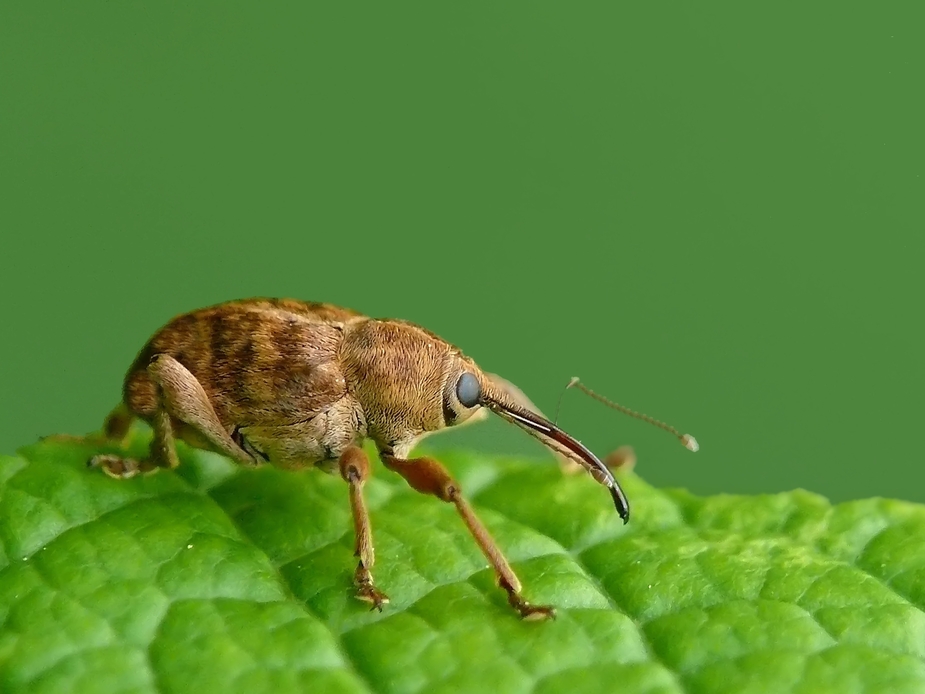 Eichelbohrer (Curculio glandium)