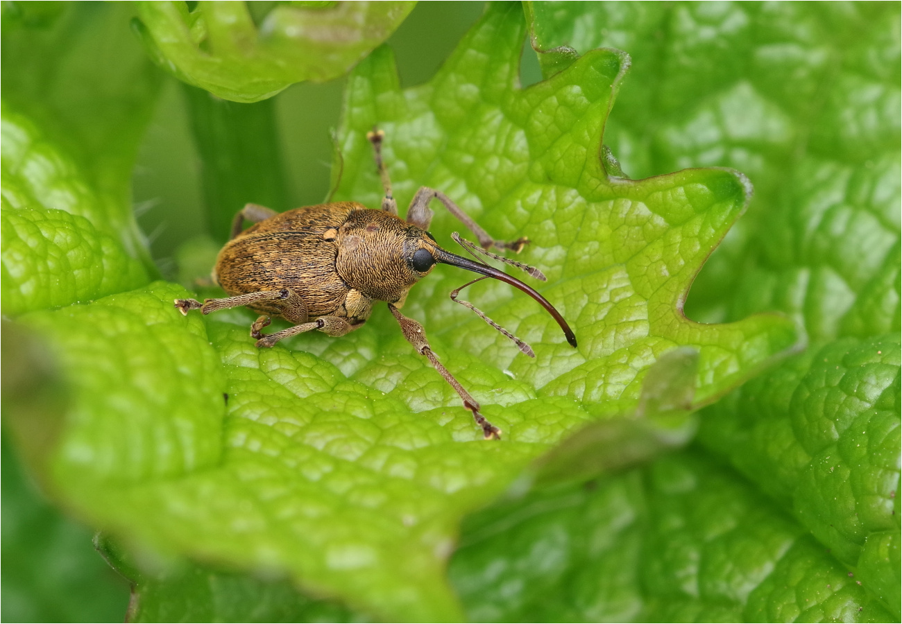 Eichelbohrer (Curculio glandium)