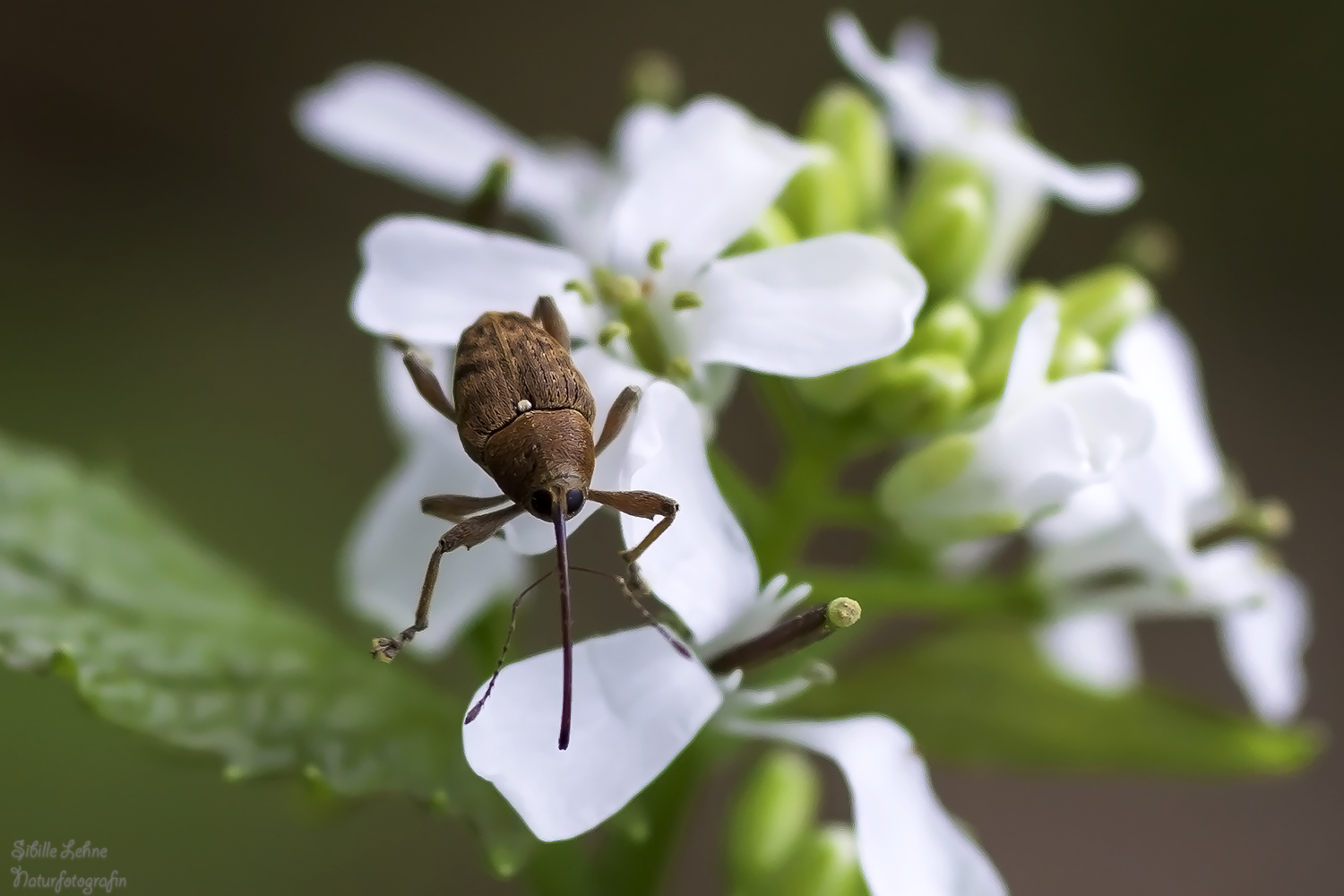  Eichelbohrer (Curculio glandium)