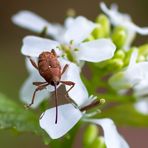  Eichelbohrer (Curculio glandium)