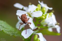  Eichelbohrer (Curculio glandium)