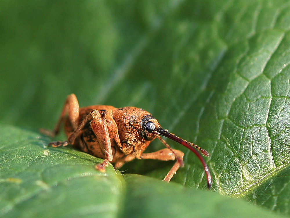 Eichelbohrer ( Curculio glandium )