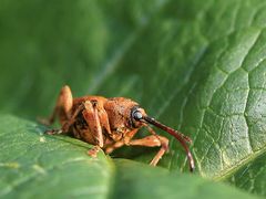 Eichelbohrer ( Curculio glandium )