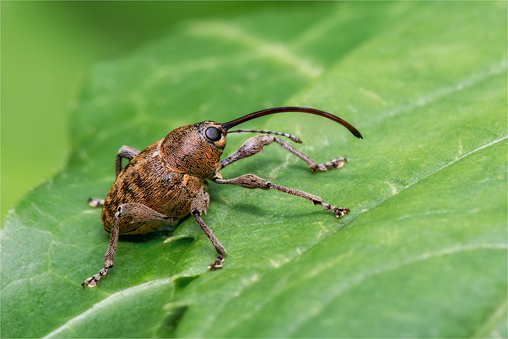 Eichelbohrer (Curculio sp. glandium)