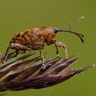 Eichelbohrer oder Gewöhnlicher Eichelbohrer (Curculio glandium)