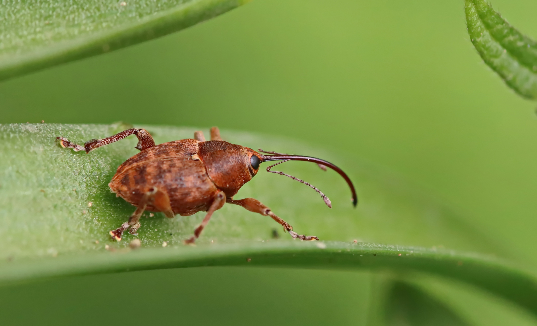 Eichelbohrer,Curculio glandium