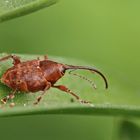 Eichelbohrer,Curculio glandium