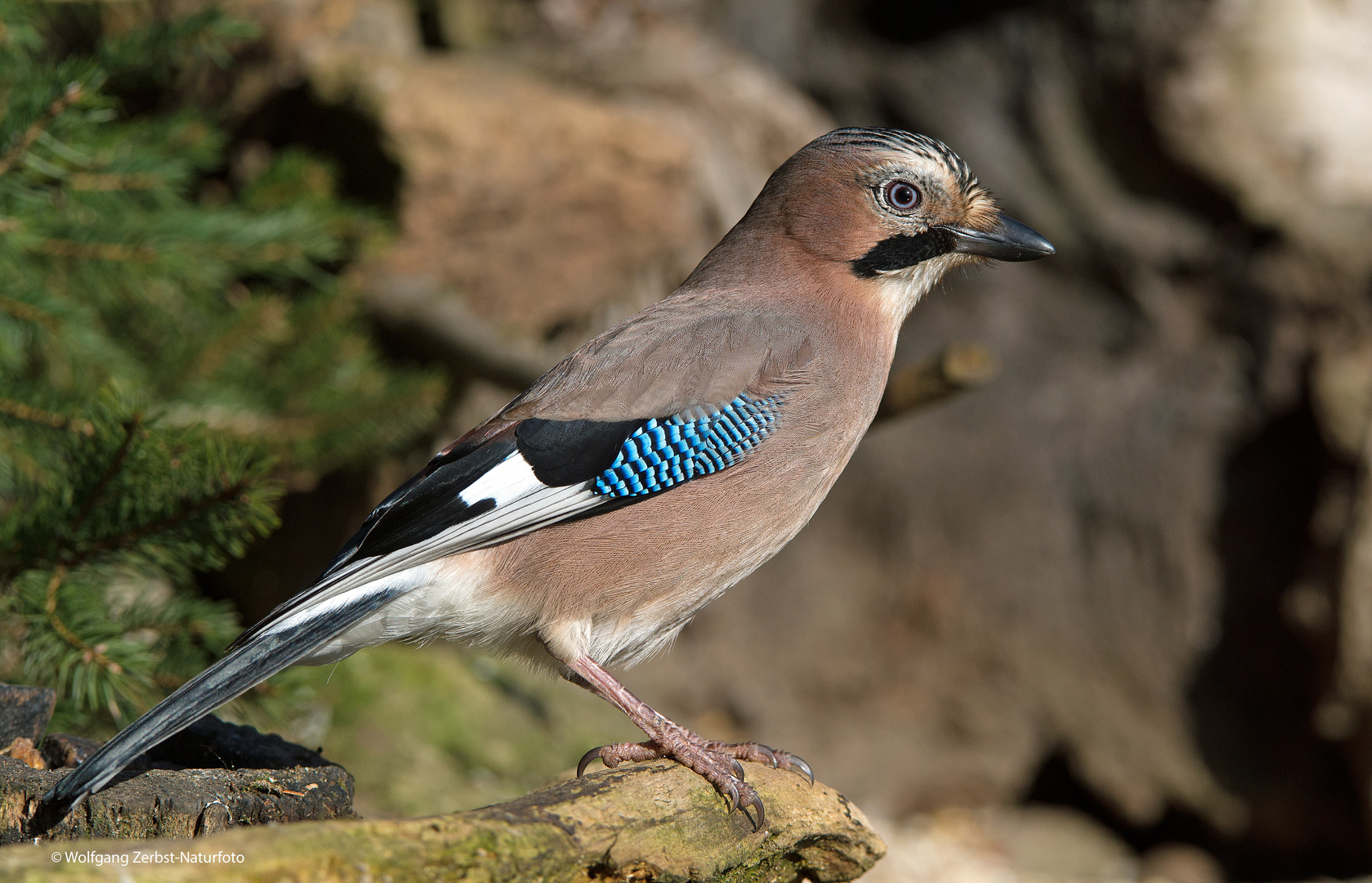 --- Eichelhäher 1.---  ( Garrulus glandarius )