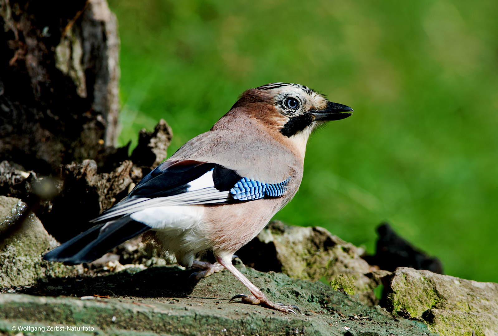 --- Eichelhäher 1 ---    ( Garrulus glandarius )