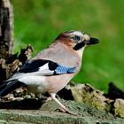 --- Eichelhäher 1 ---    ( Garrulus glandarius )