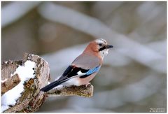 - Eichelhäher 1 - ( Garrulus glandarius )