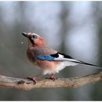 - Eichelhäher 2 beim leichten Schneefall - ( Garrulus glandarius )