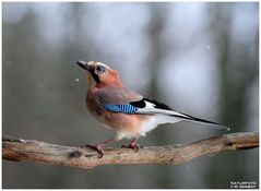 - Eichelhäher 2 beim leichten Schneefall - ( Garrulus glandarius )